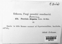 Puccinia bromina image